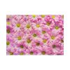 101875-372.jpg Pink Daisies Poster