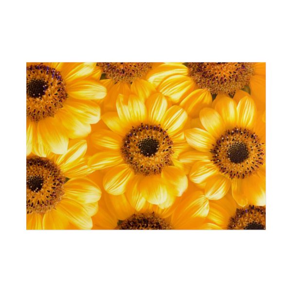 101875-377.jpg Yellow Daisies Poster