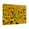 101875-38.jpg Sunflower Farm Poster