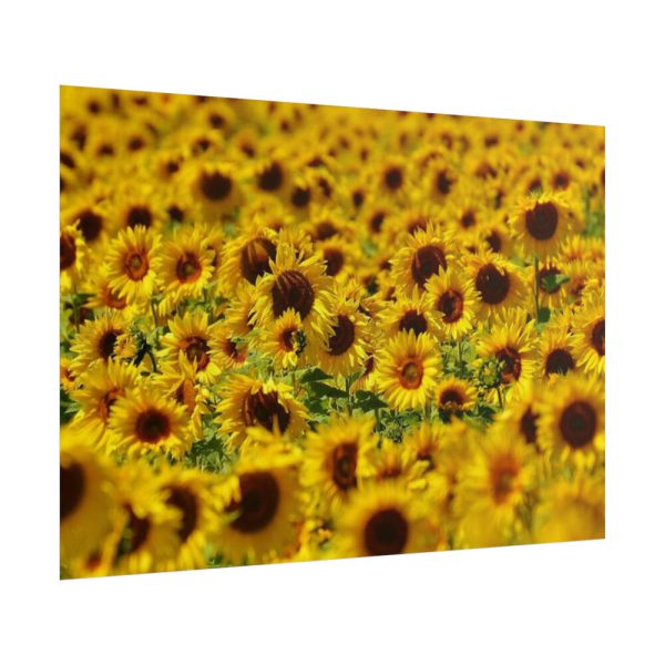 101875-38.jpg Sunflower Farm Poster