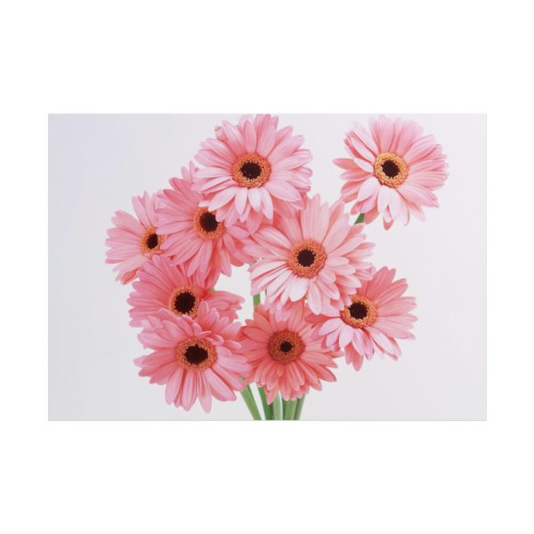 101875-387.jpg Pink Gerbera Daisies Poster
