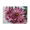 101875-393.jpg Pink-White Daisies Poster