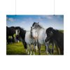 101875-398.jpg A Herd of Grey and White Horses Poster