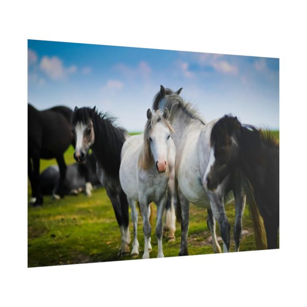 101875-399.jpg A Herd of Grey and White Horses Poster