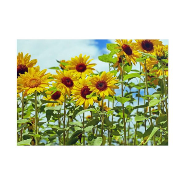 101875-40.jpg Bloom Sunflower Poster