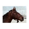 101875-407.jpg The Side of the Head of a Brown Horse Poster