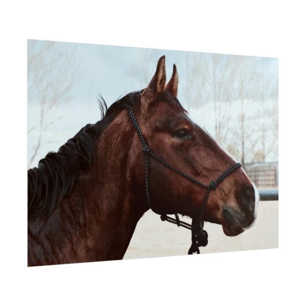 101875-409.jpg The Side of the Head of a Brown Horse Poster