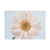 Closeup Daisy Poster