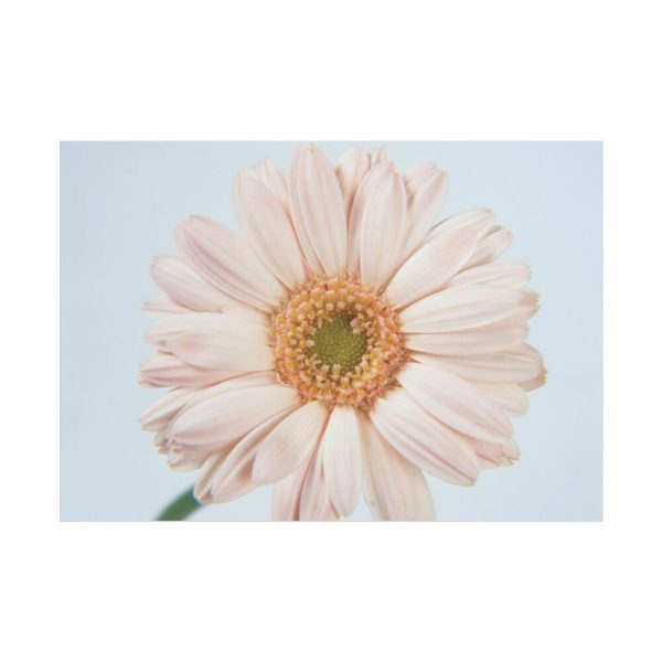 Closeup Daisy Poster