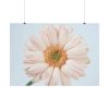 Closeup Daisy Poster