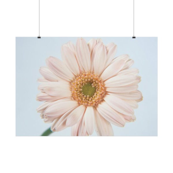 Closeup Daisy Poster
