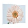 Closeup Daisy Poster