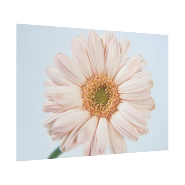 Closeup Daisy Poster