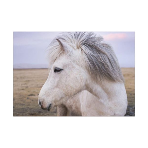 A Close-up of a Gray Horse Poster