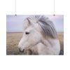 A Close-up of a Gray Horse Poster