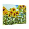 101875-42.jpg Bloom Sunflower Poster