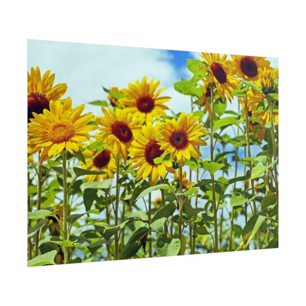 101875-42.jpg Bloom Sunflower Poster