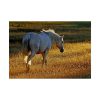 101875-422.jpg White Horses Poster