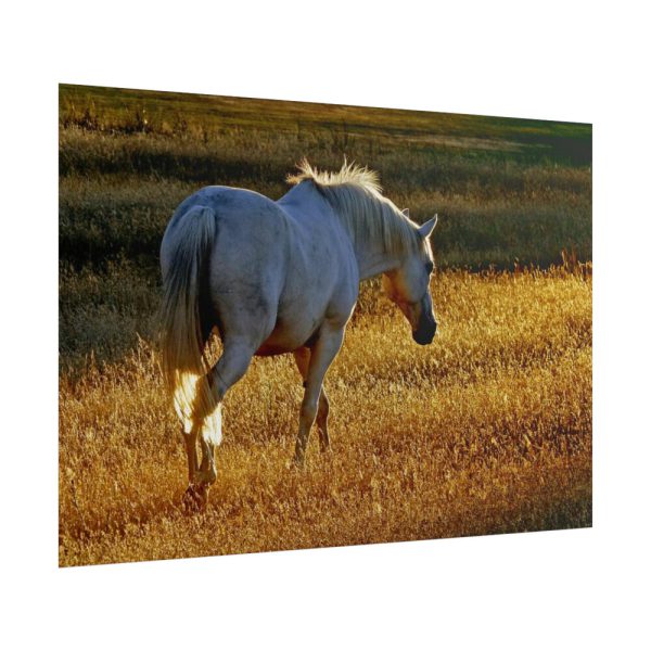 101875-424.jpg White Horses Poster