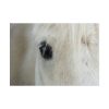 101875-432.jpg Half of a White Horse Face Poster