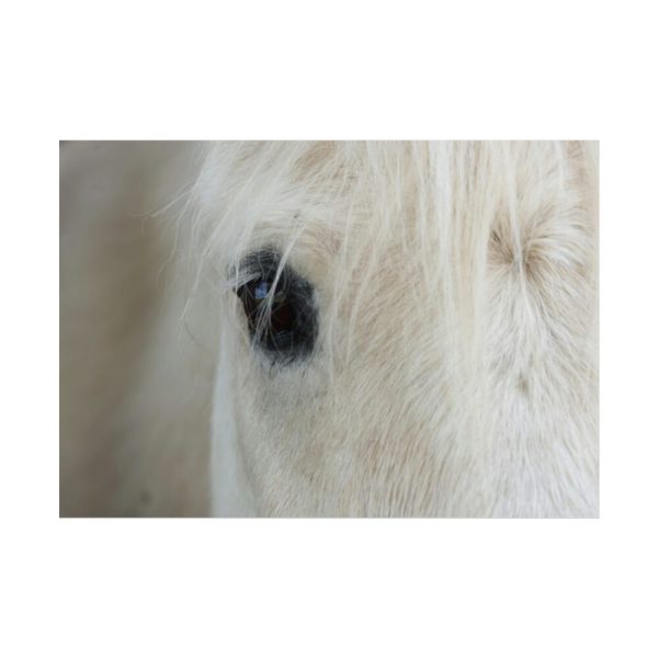 101875-432.jpg Half of a White Horse Face Poster