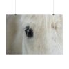 101875-433.jpg Half of a White Horse Face Poster