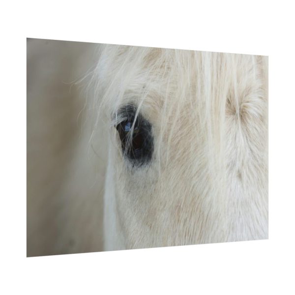101875-434.jpg Half of a White Horse Face Poster