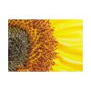 101875-44.jpg Closeup Sunflower Poster