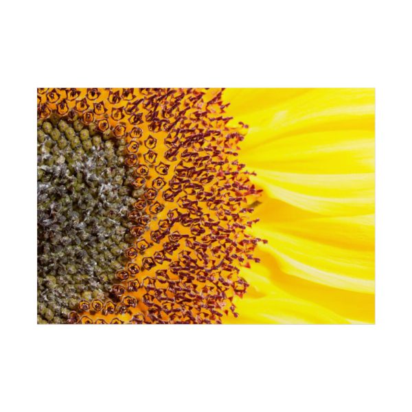 101875-44.jpg Closeup Sunflower Poster