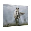 101875-444.jpg White Horse Galloping Poster