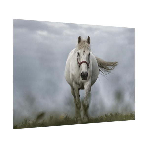 101875-444.jpg White Horse Galloping Poster