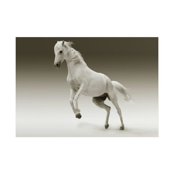 101875-447.jpg White Horse Poster