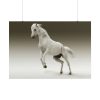 101875-448.jpg White Horse Poster