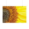 101875-45.jpg Closeup Sunflower Poster