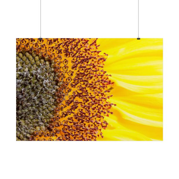 101875-45.jpg Closeup Sunflower Poster
