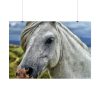 101875-453.jpg Closeup Shot of a White Horse Poster