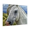 101875-454.jpg Closeup Shot of a White Horse Poster