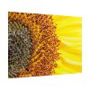 101875-46.jpg Closeup Sunflower Poster