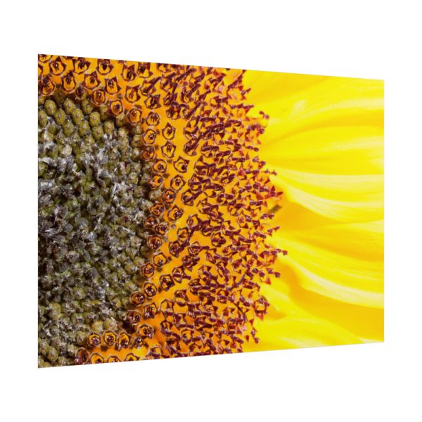 101875-46.jpg Closeup Sunflower Poster