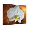 Blossom Orchid Flower Poster
