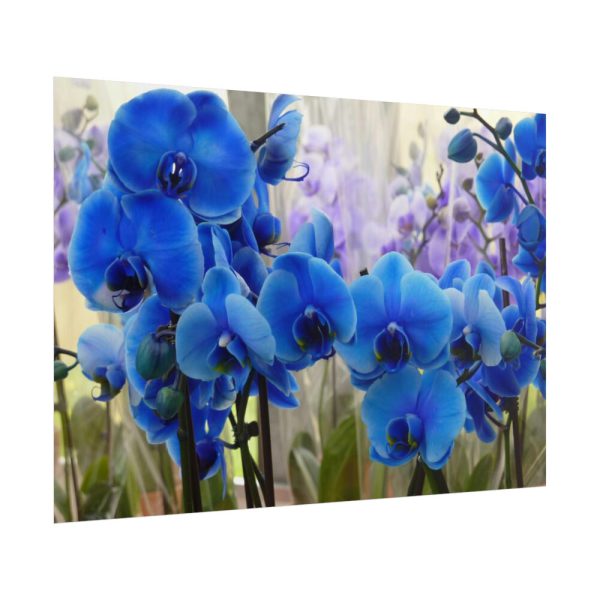 Blue Orchids Poster