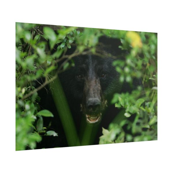 101875-504.jpg Black Bear in the Bush Poster