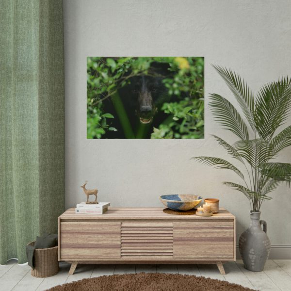 101875-505.jpg Black Bear in the Bush Poster