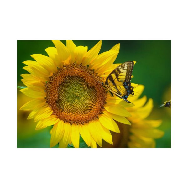 101875-52.jpg Butterfly on Sunflower Poster