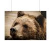101875-528.jpg Brown Bear Snout Poster