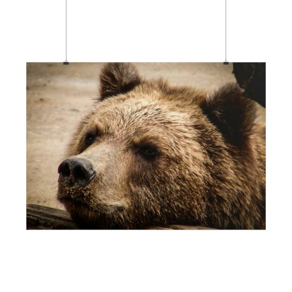 101875-528.jpg Brown Bear Snout Poster