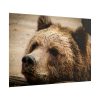 101875-529.jpg Brown Bear Snout Poster