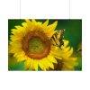 101875-53.jpg Butterfly on Sunflower Poster