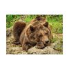 101875-537.jpg Brown Bear Wild Poster