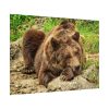 101875-539.jpg Brown Bear Wild Poster